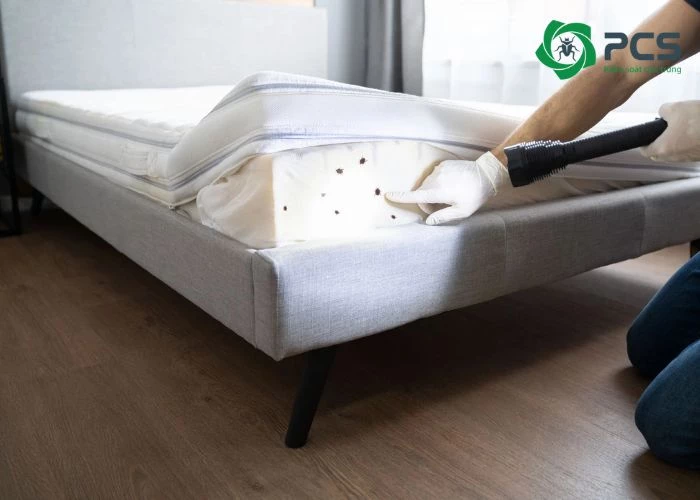 Cách nhận biết đơn vị cung cấp dịch vụ diệt rệp tại Đồng Nai chuyên nghiệp 